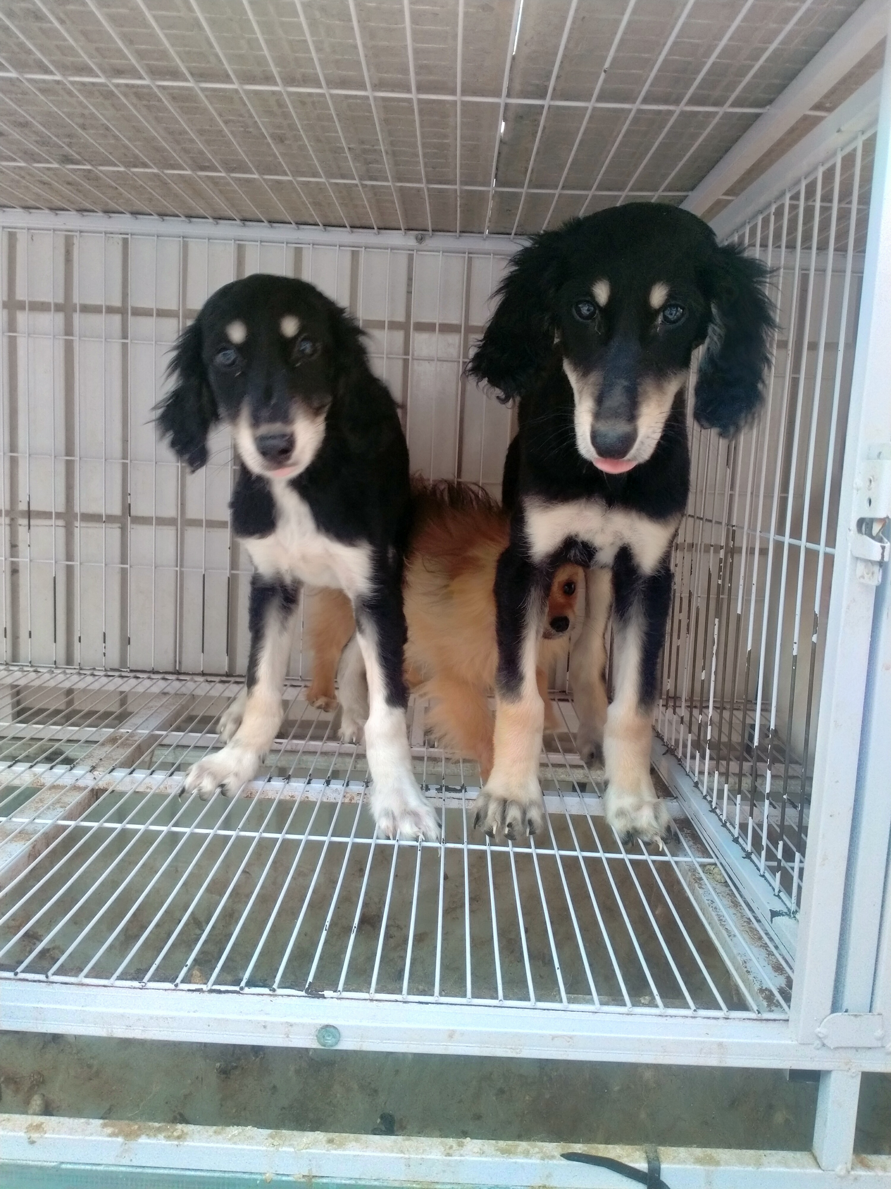 萨路基猎犬，一公一母自己繁殖疫苗齐全
